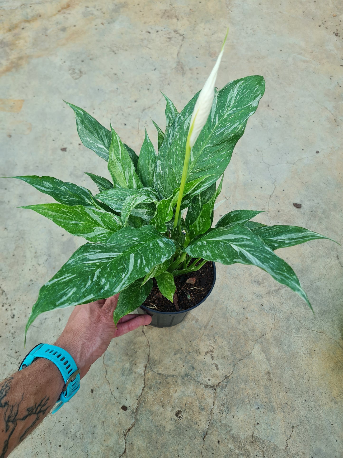 Variegated Peace Lily