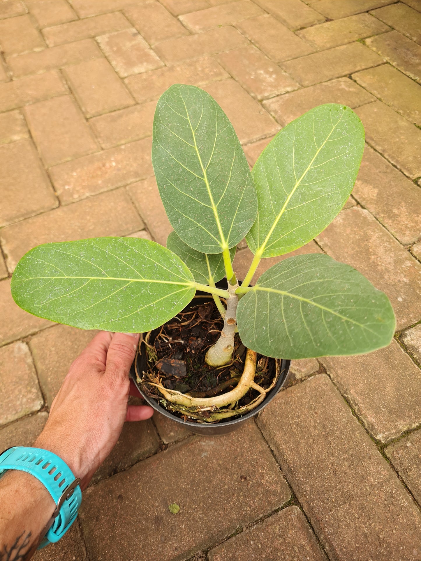 Ficus Audrey