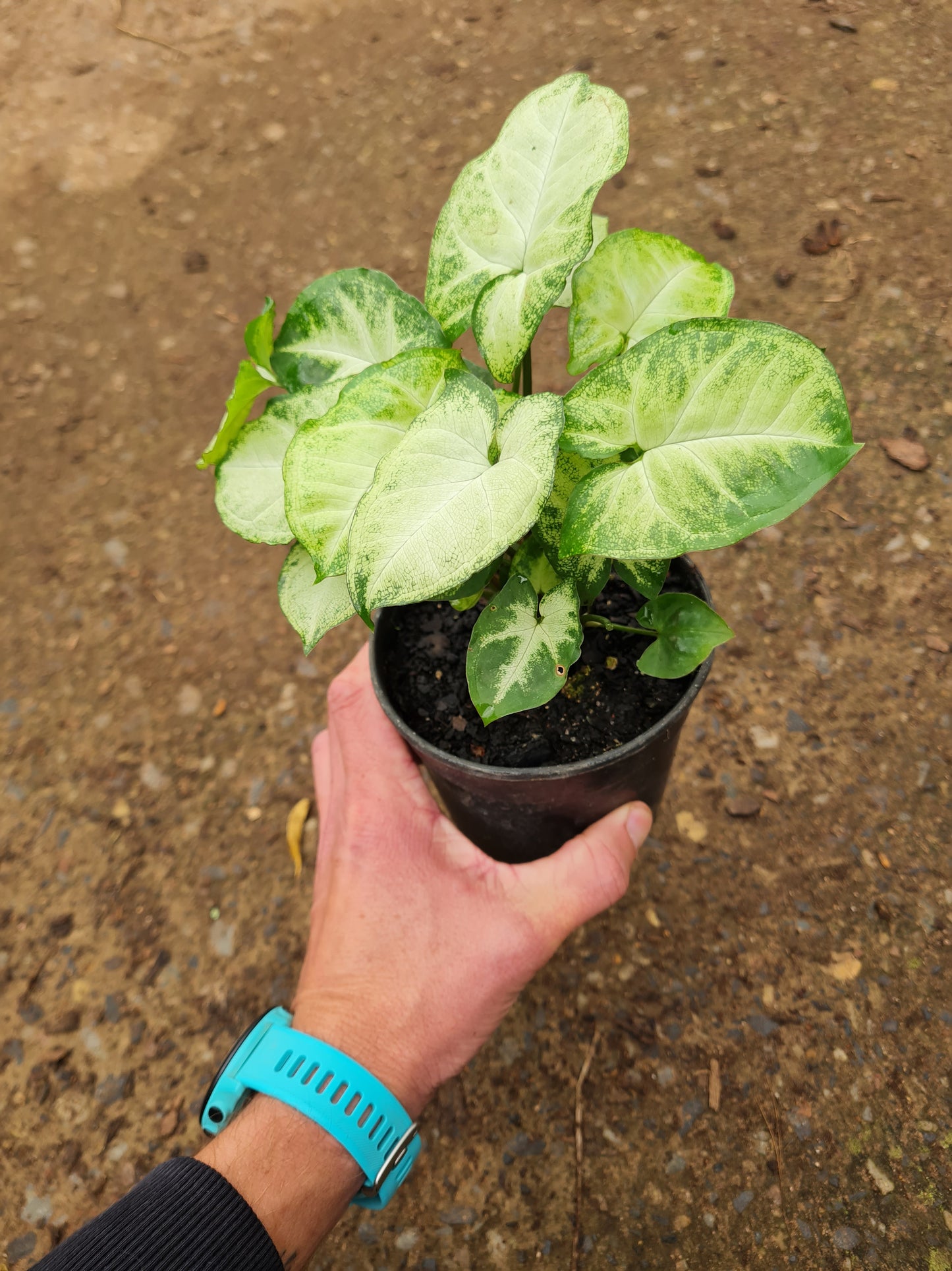 Syngonium Pixie