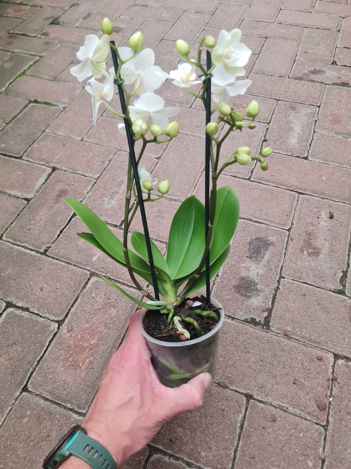 Phalaenopsis White 2 stem