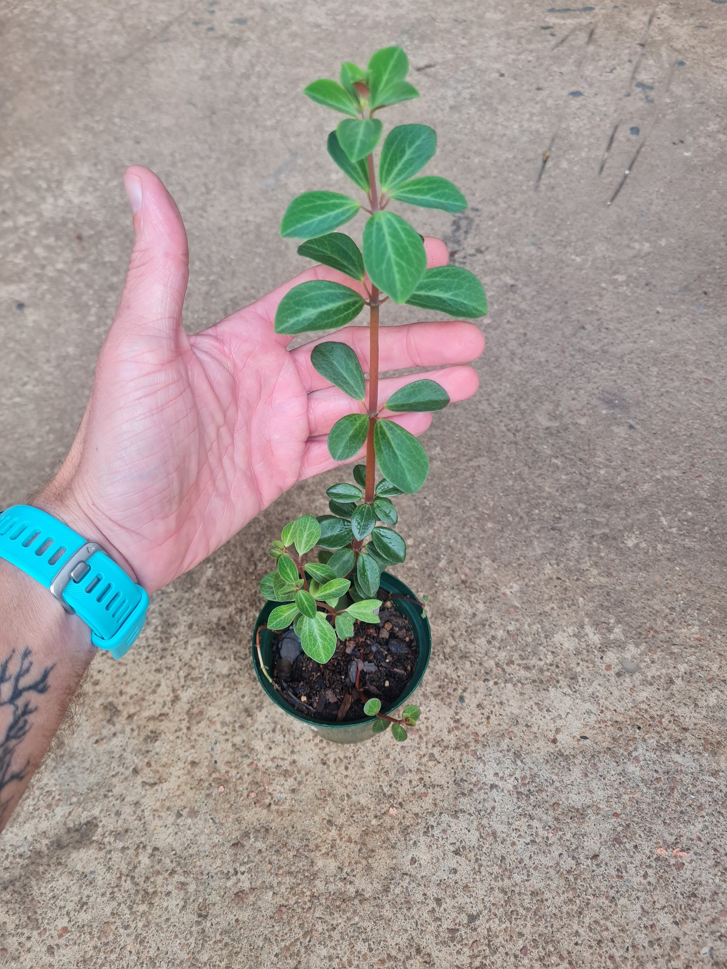 Peperomia Verticillata