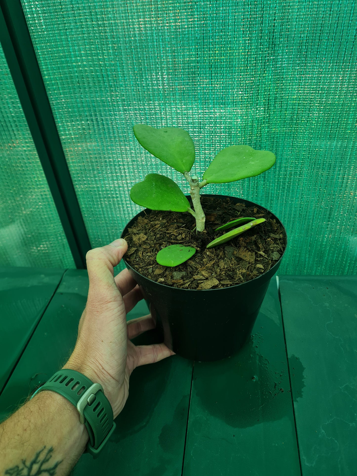 Hoya Kerrii
