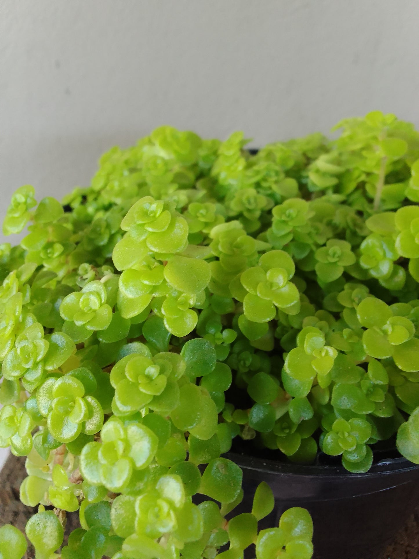 Sedum Ogon Gold