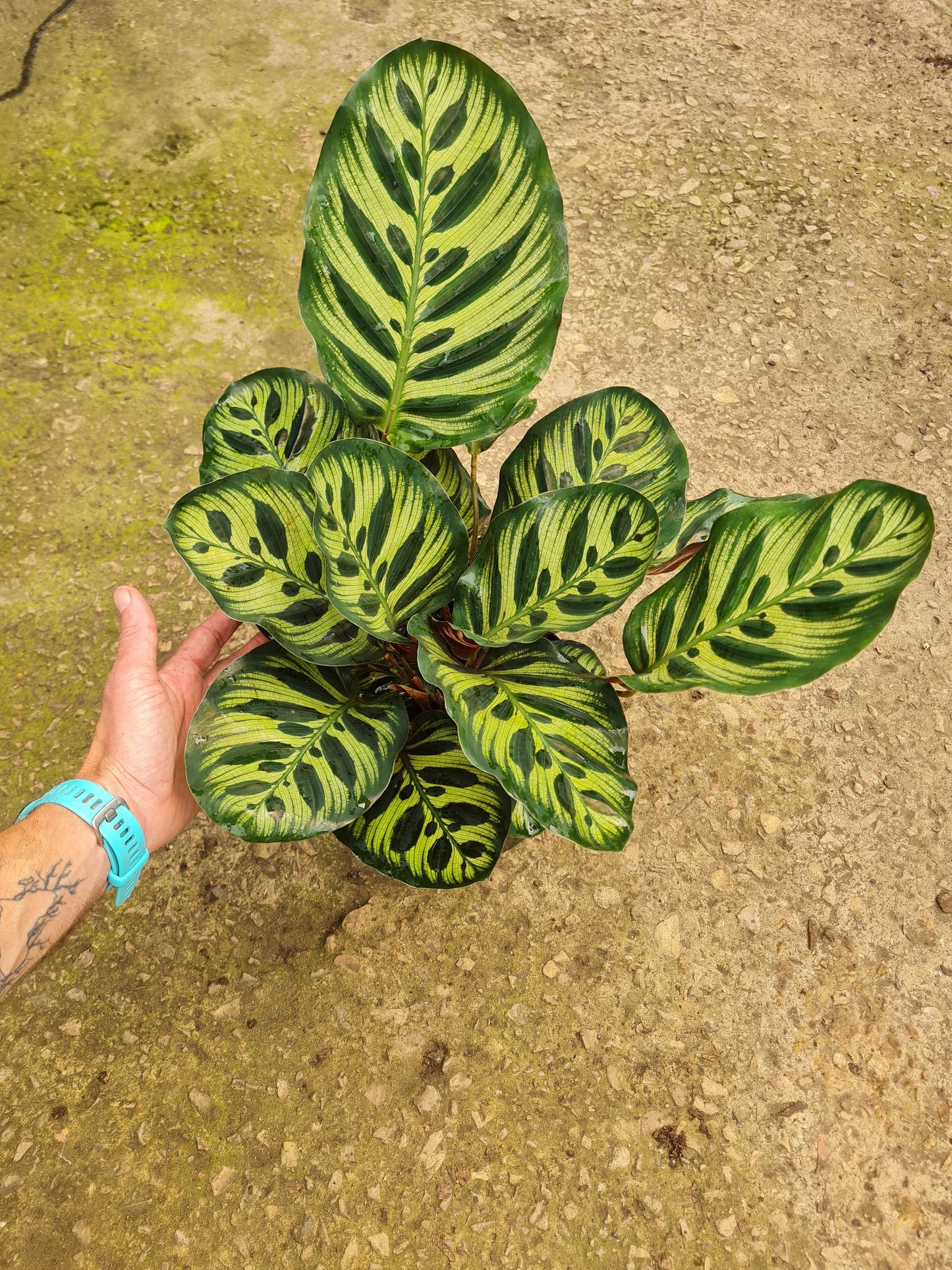 Calathea Makoyana