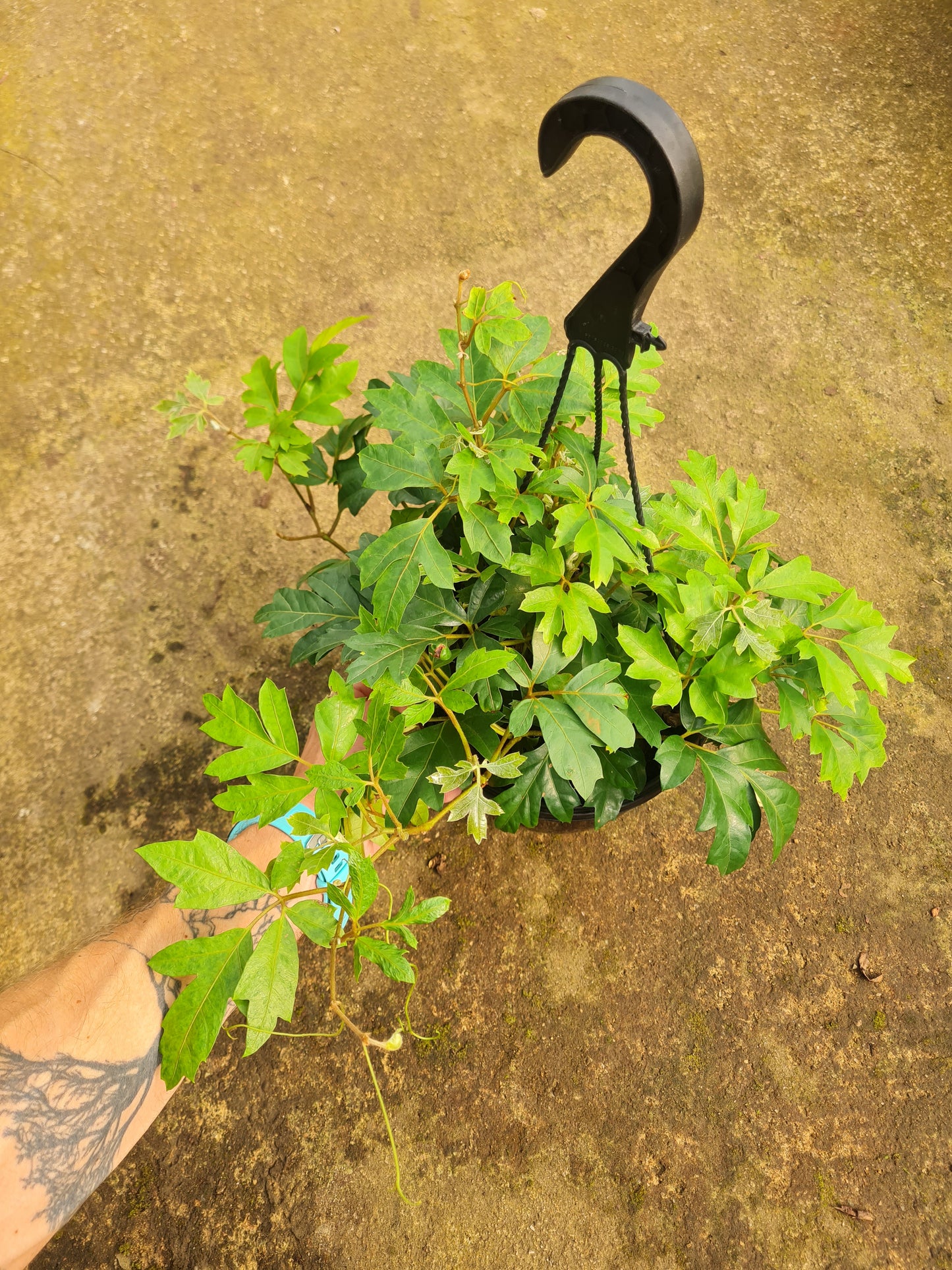 Cissus Rhombifolia