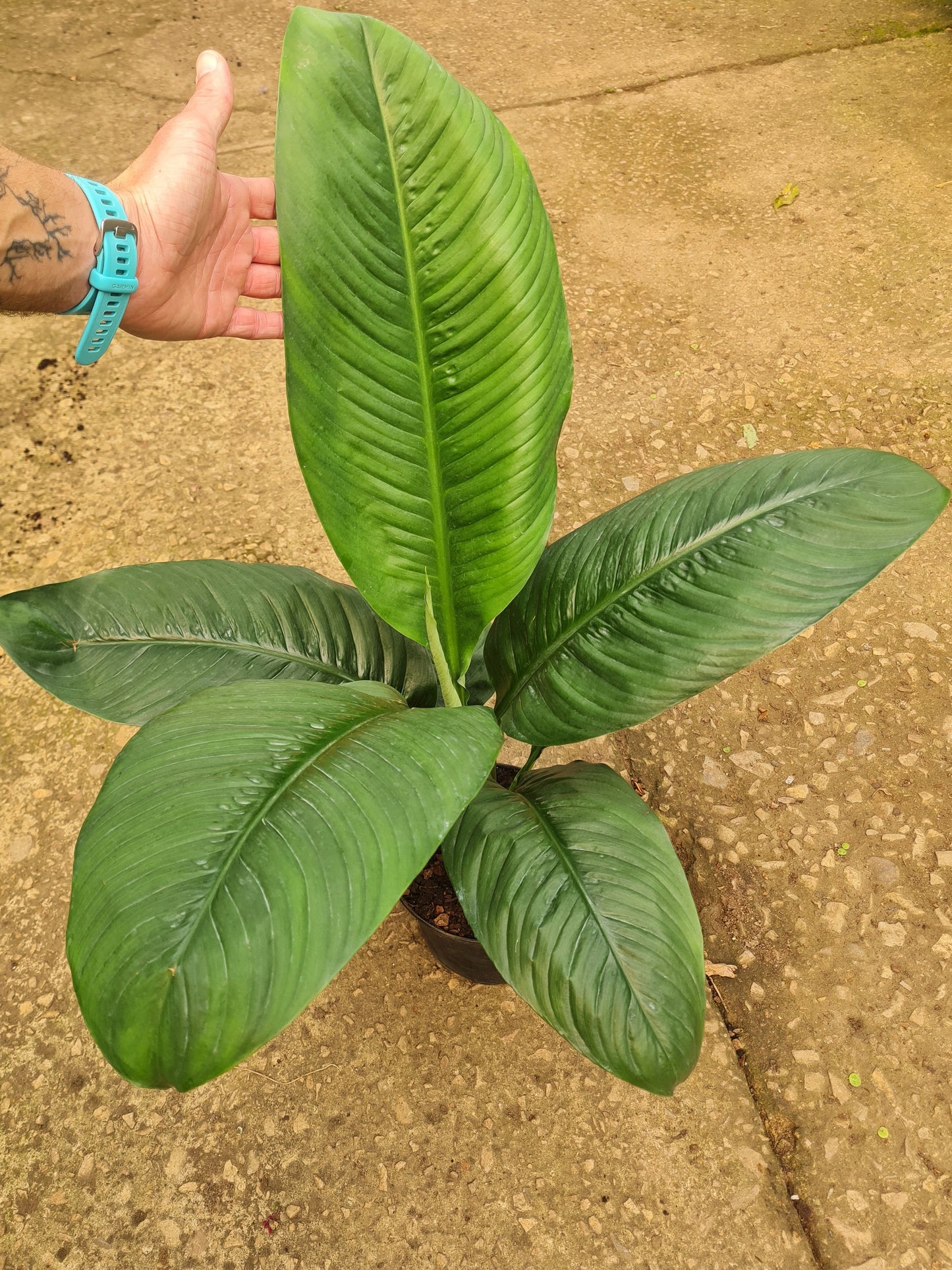 Peace Lily Sensation
