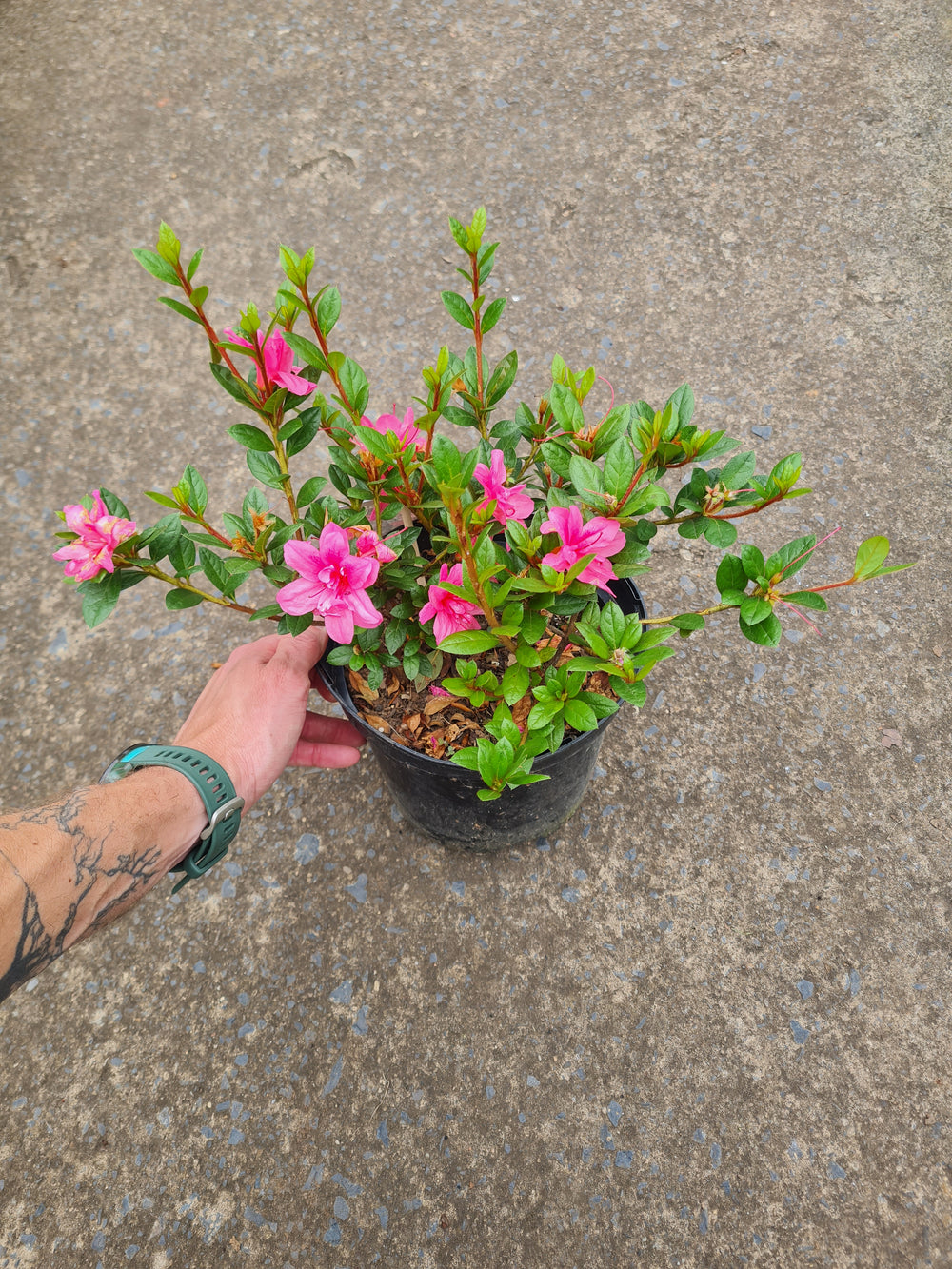 Azalea Encore Autumn
