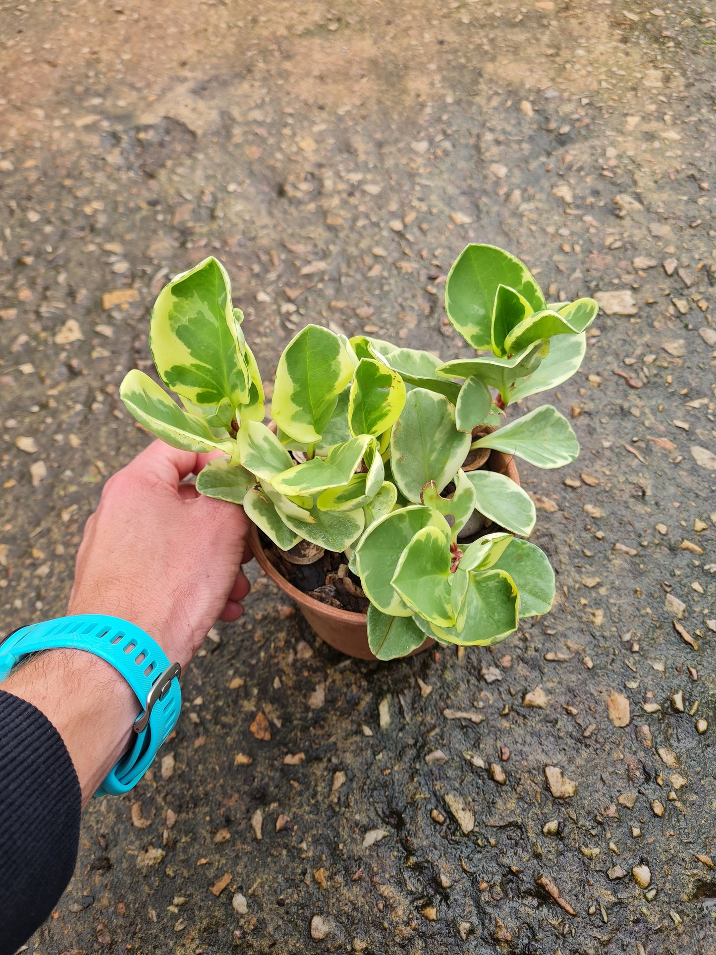 Peperomia Obtusifolia Variegata