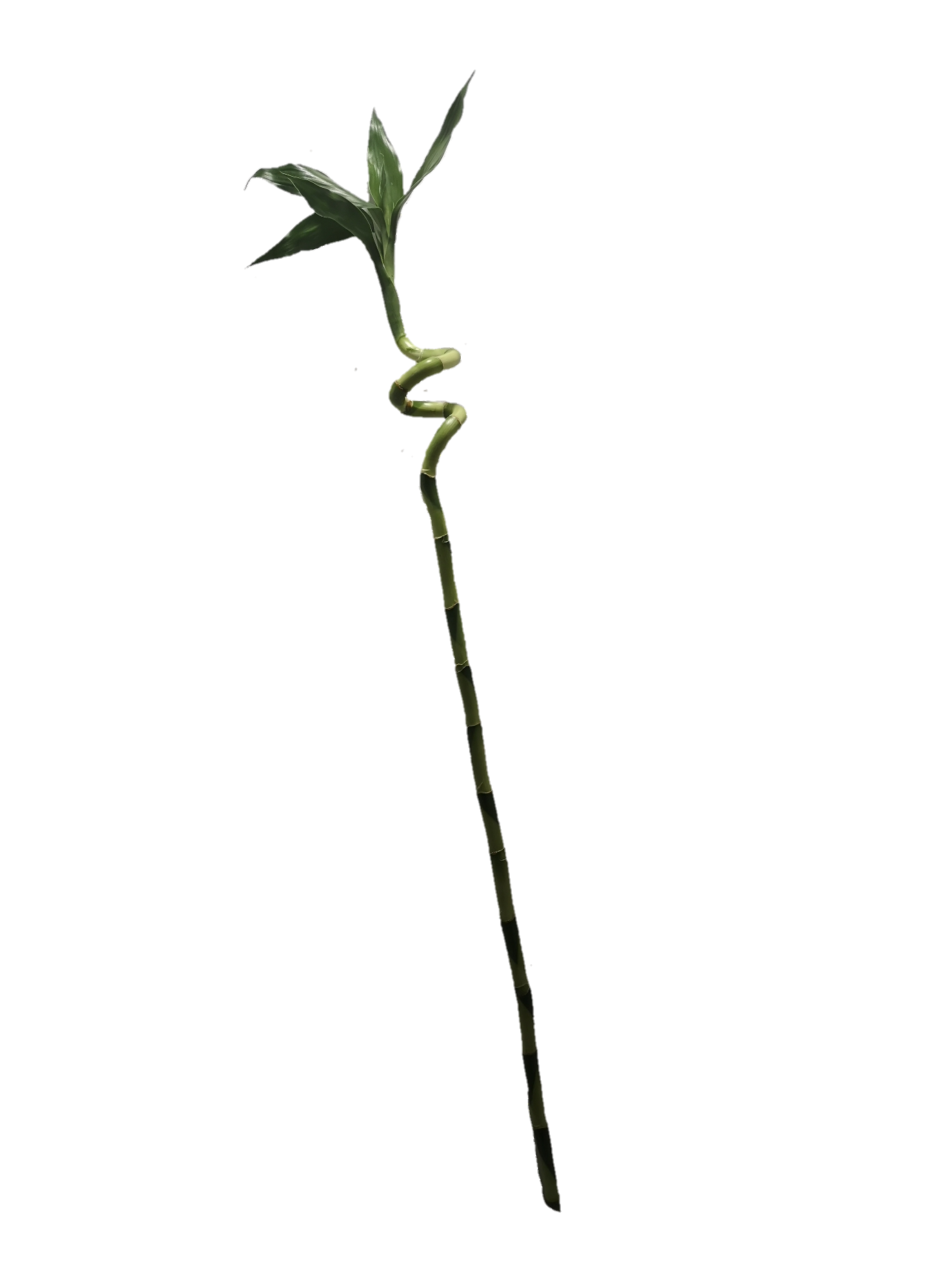 Lucky Bamboo curled 60cm