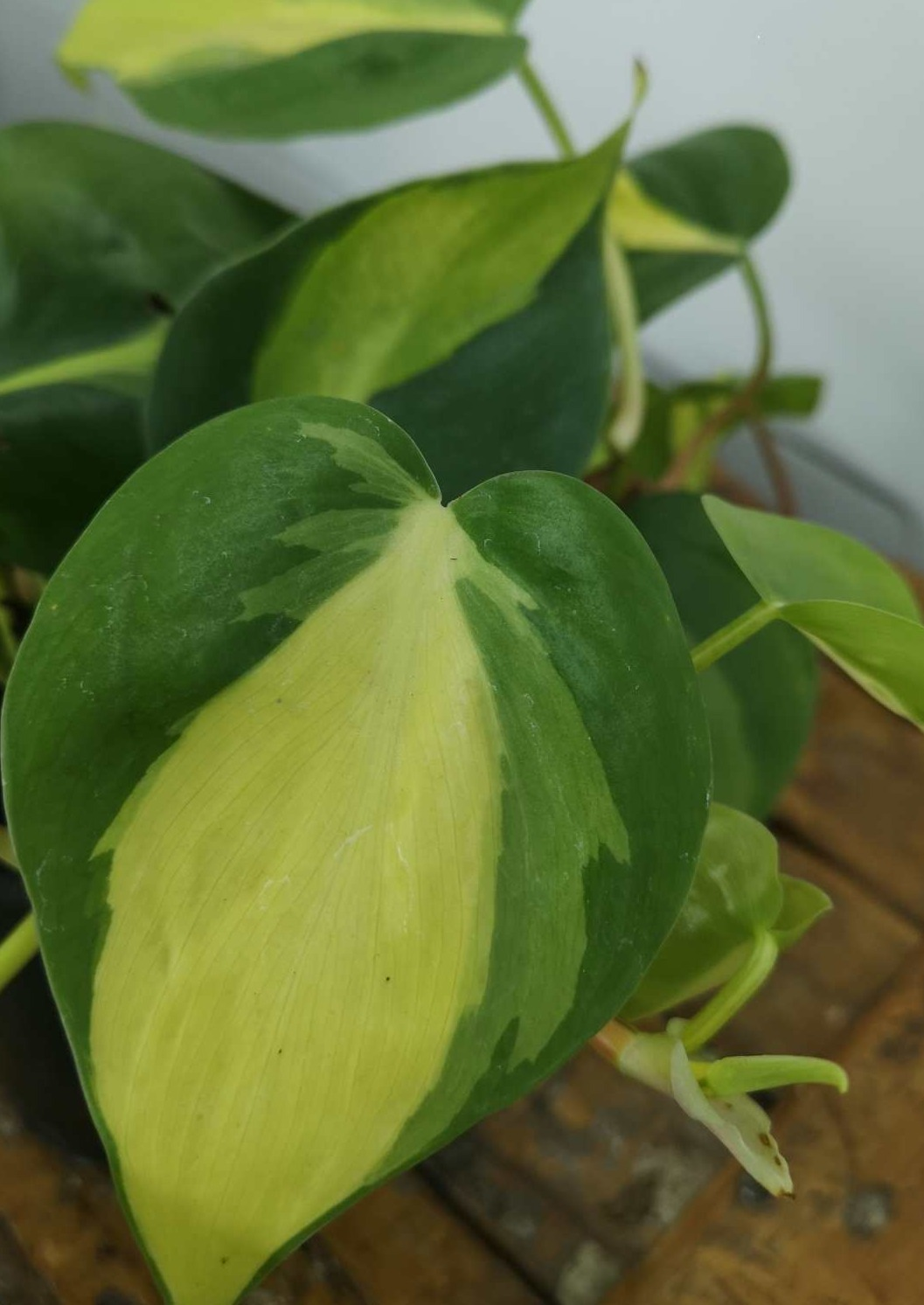 Philodendron Scandens Brasil