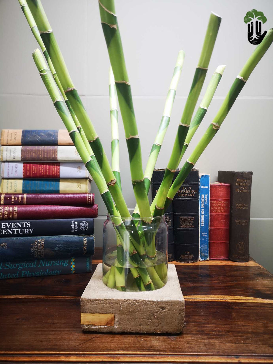 Concrete and glass vase Johannesburg South Africa