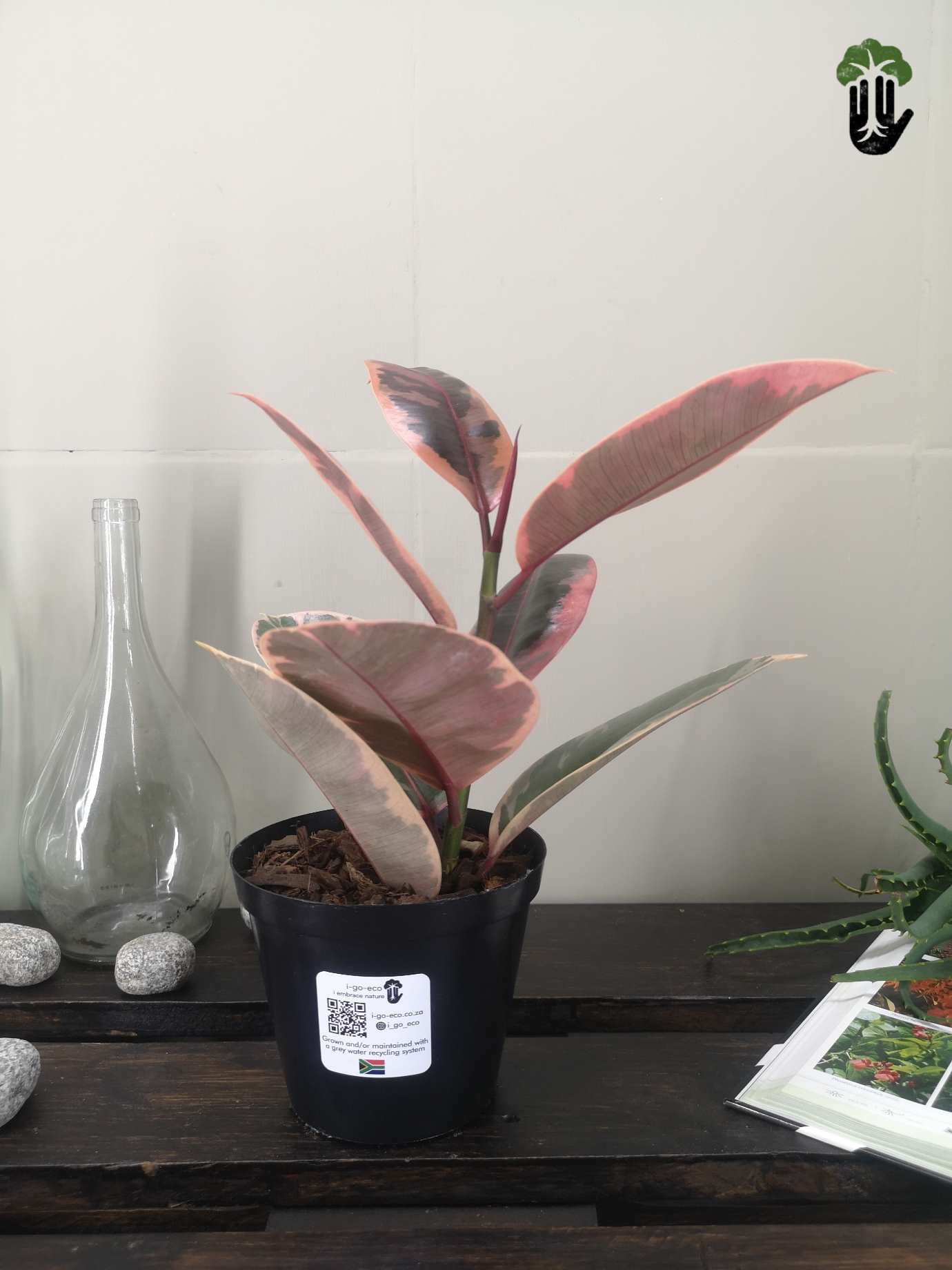 rubber tree south africa Ficus elastica Ruby Variegated Rubber Tree South Africa – i-go-eco