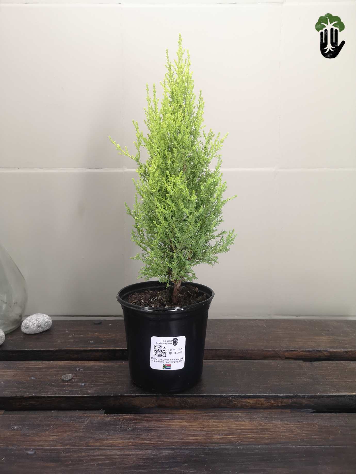 Conifer tree