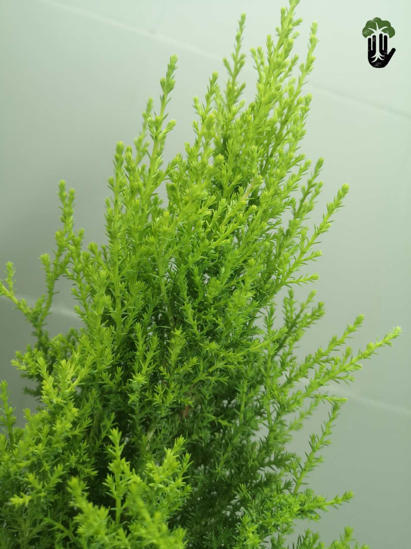 Conifer tree