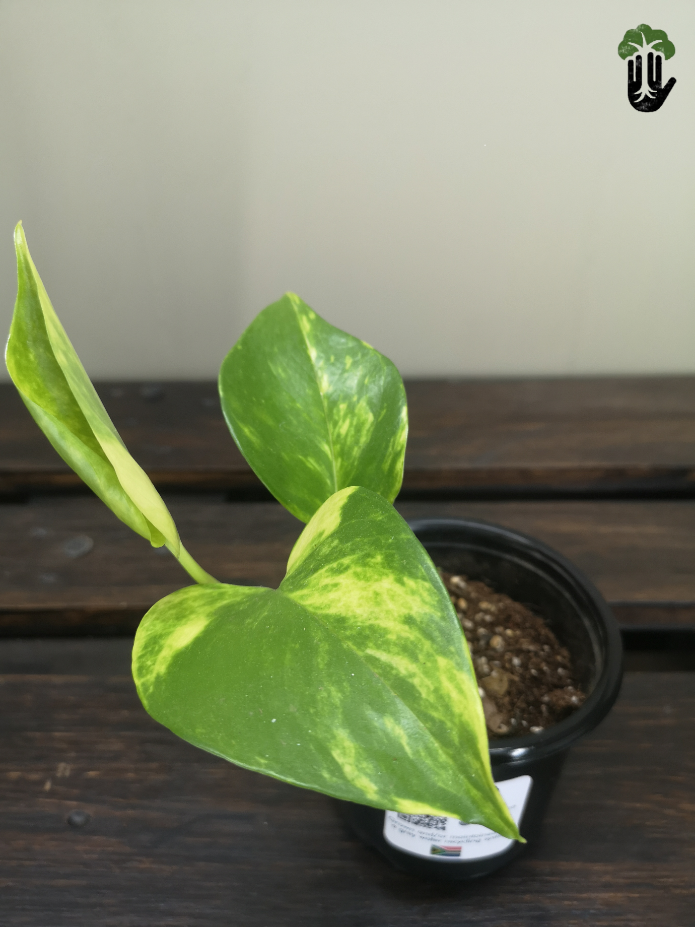 Scindapsus Aureus Devils Ivy (small)