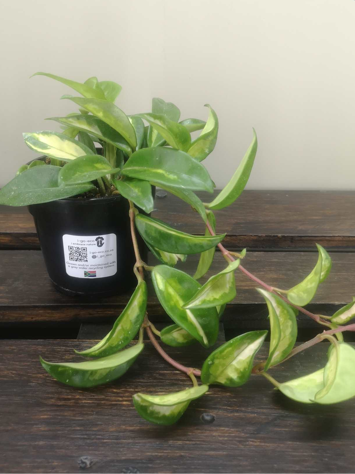 Hoya Carnosa TriColour