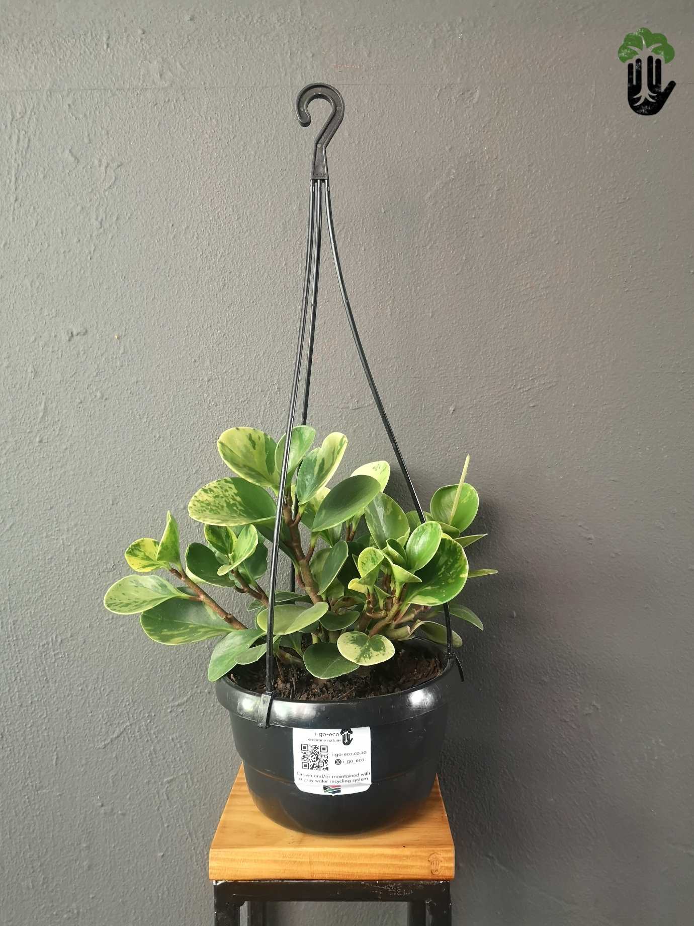 rubber hanging plant Peperomia Obtusifolia Variegata Baby Rubber Plant South Africa – i-go-eco