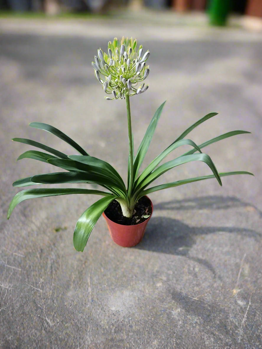 Agapanthus Blue Lily also known as African lily or lily of the Nile