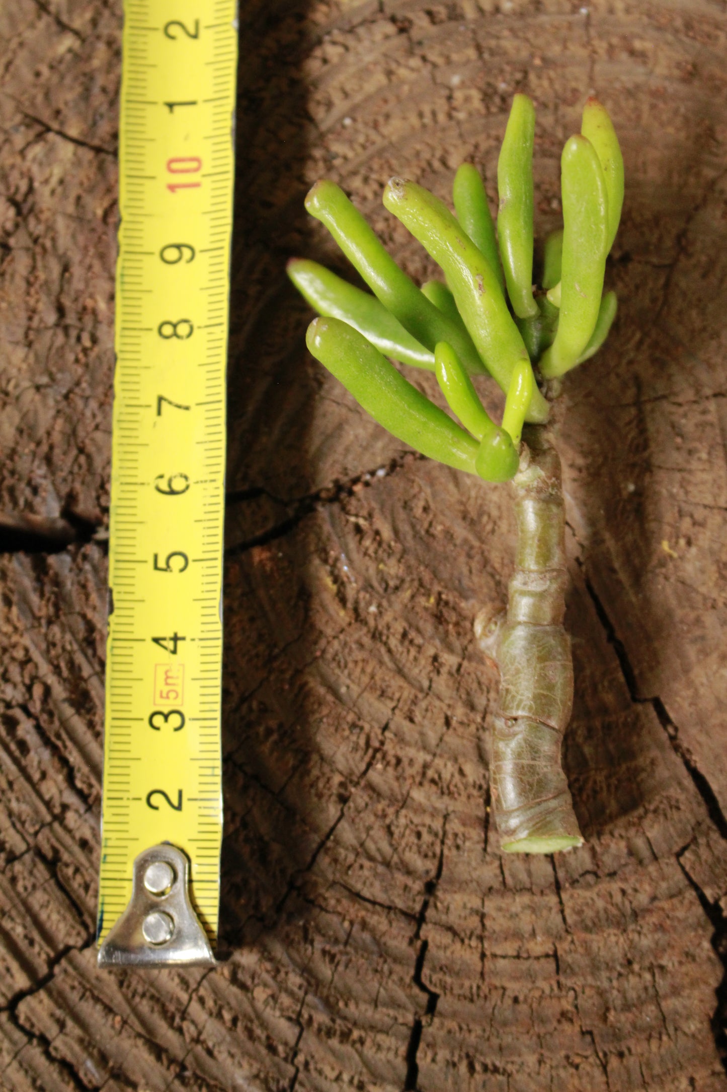 Crassula Ovata Gollum Shrek ears Cutting