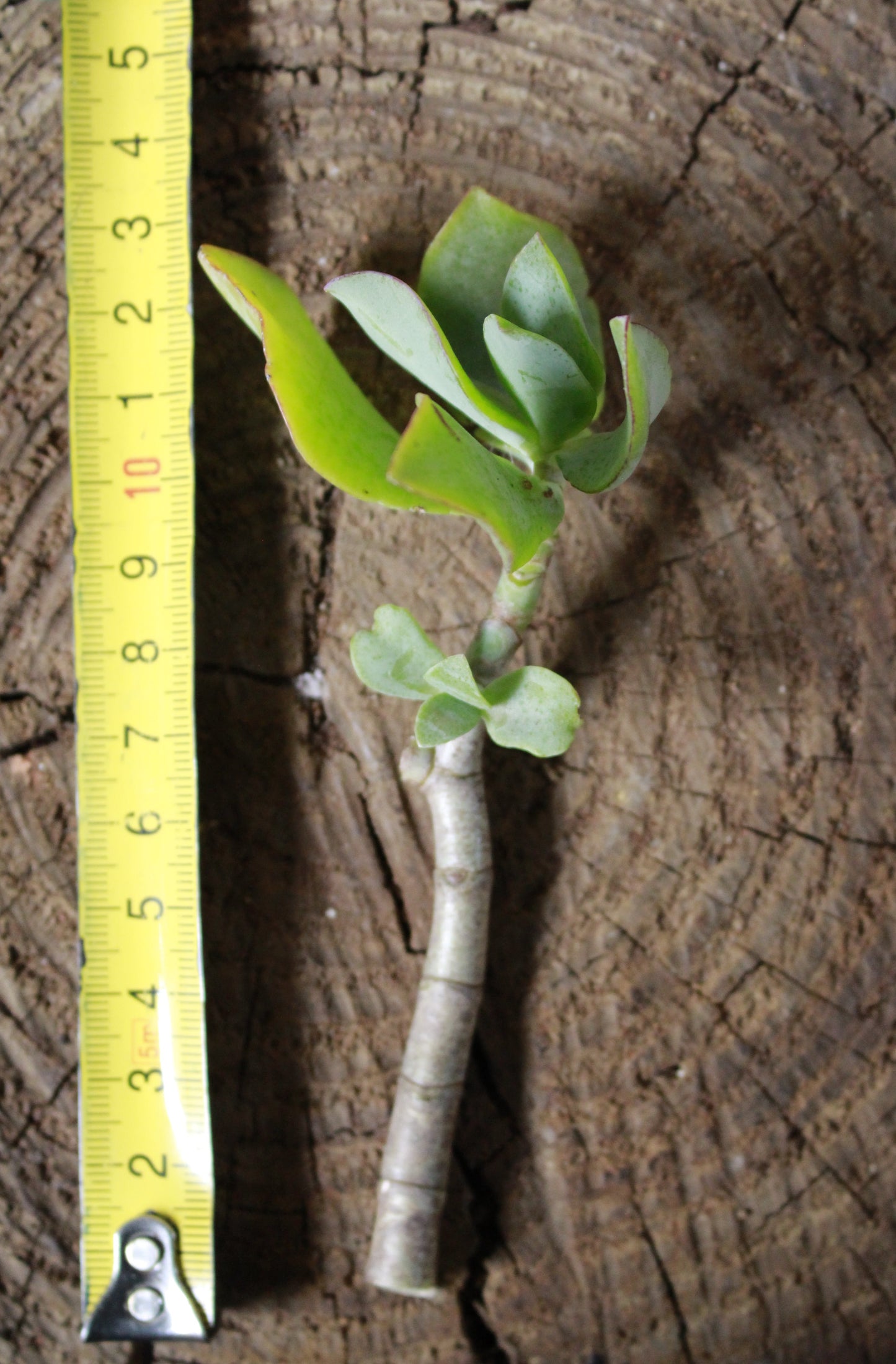 Crassula Ripple Jade Cutting Ruffle Jade
