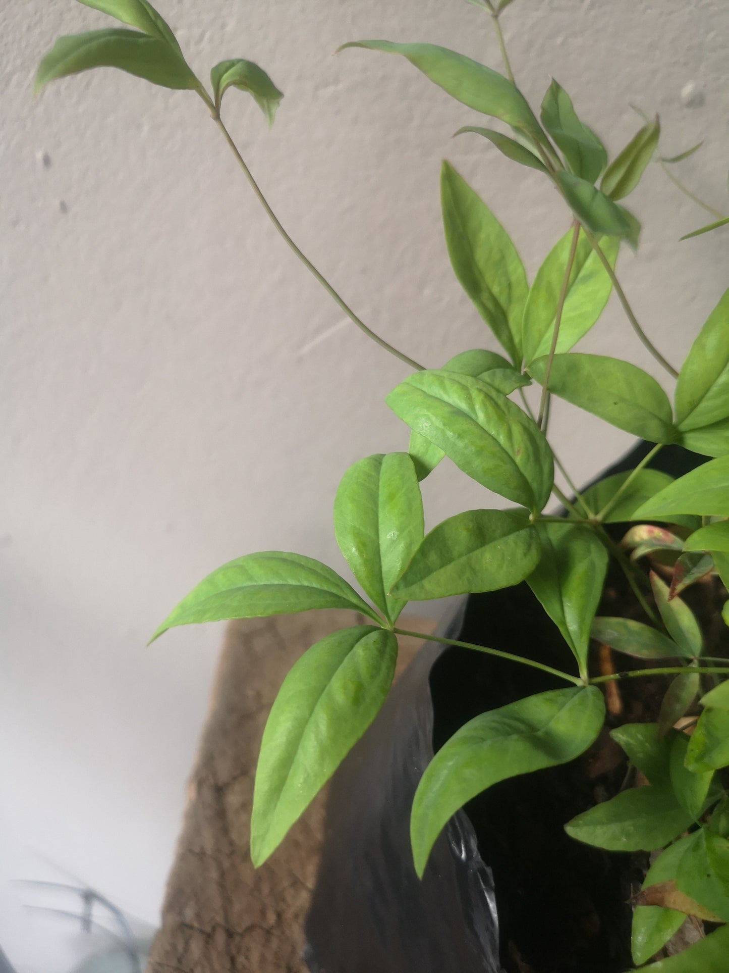 Nadina Domestica Pygmaea