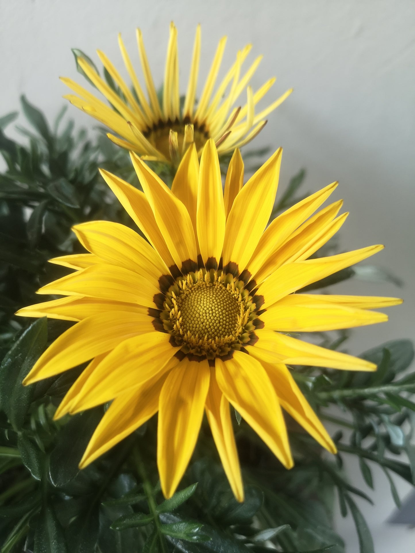 Gazania