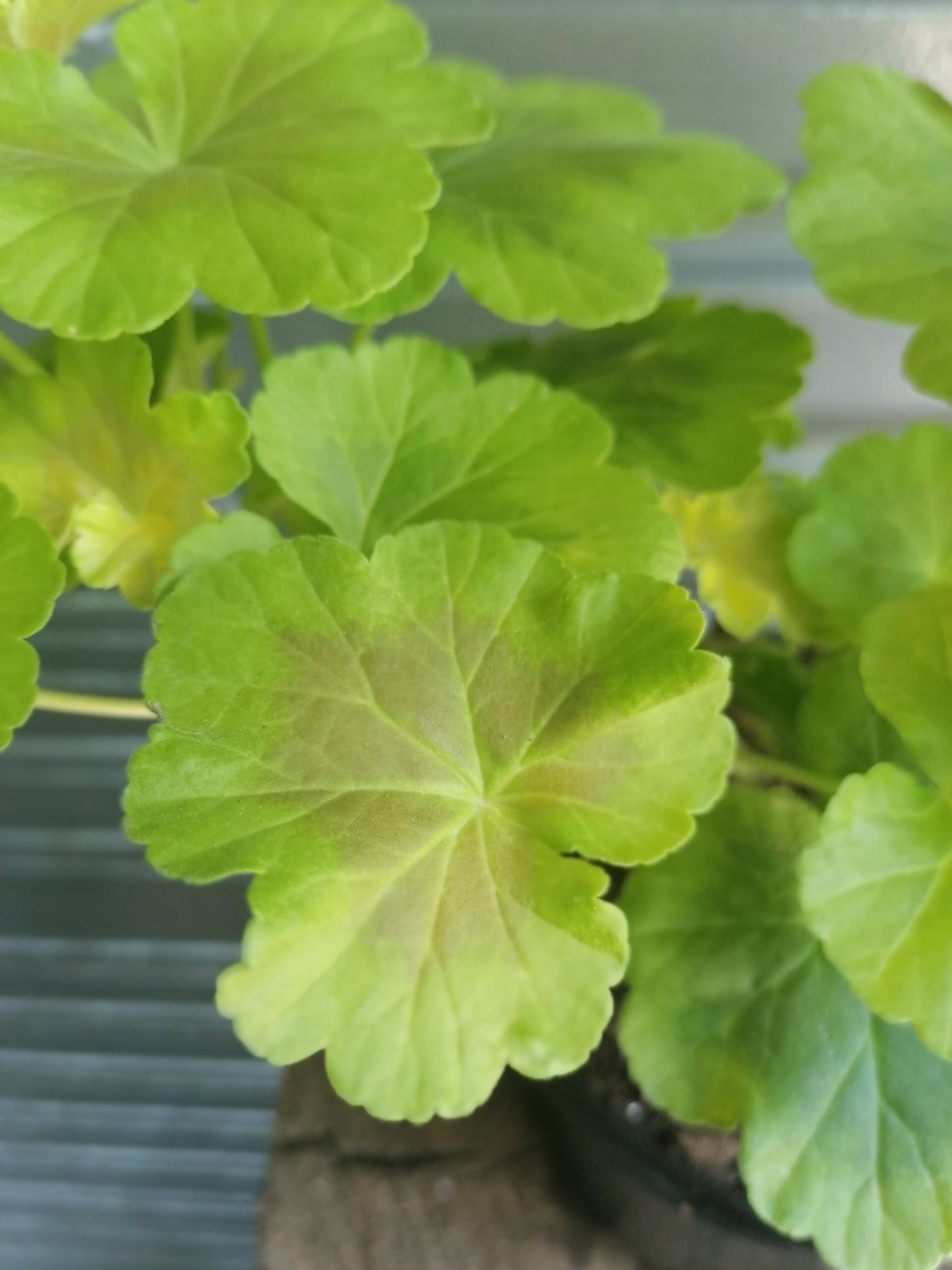 Geranium Pelargonium Occold Shield