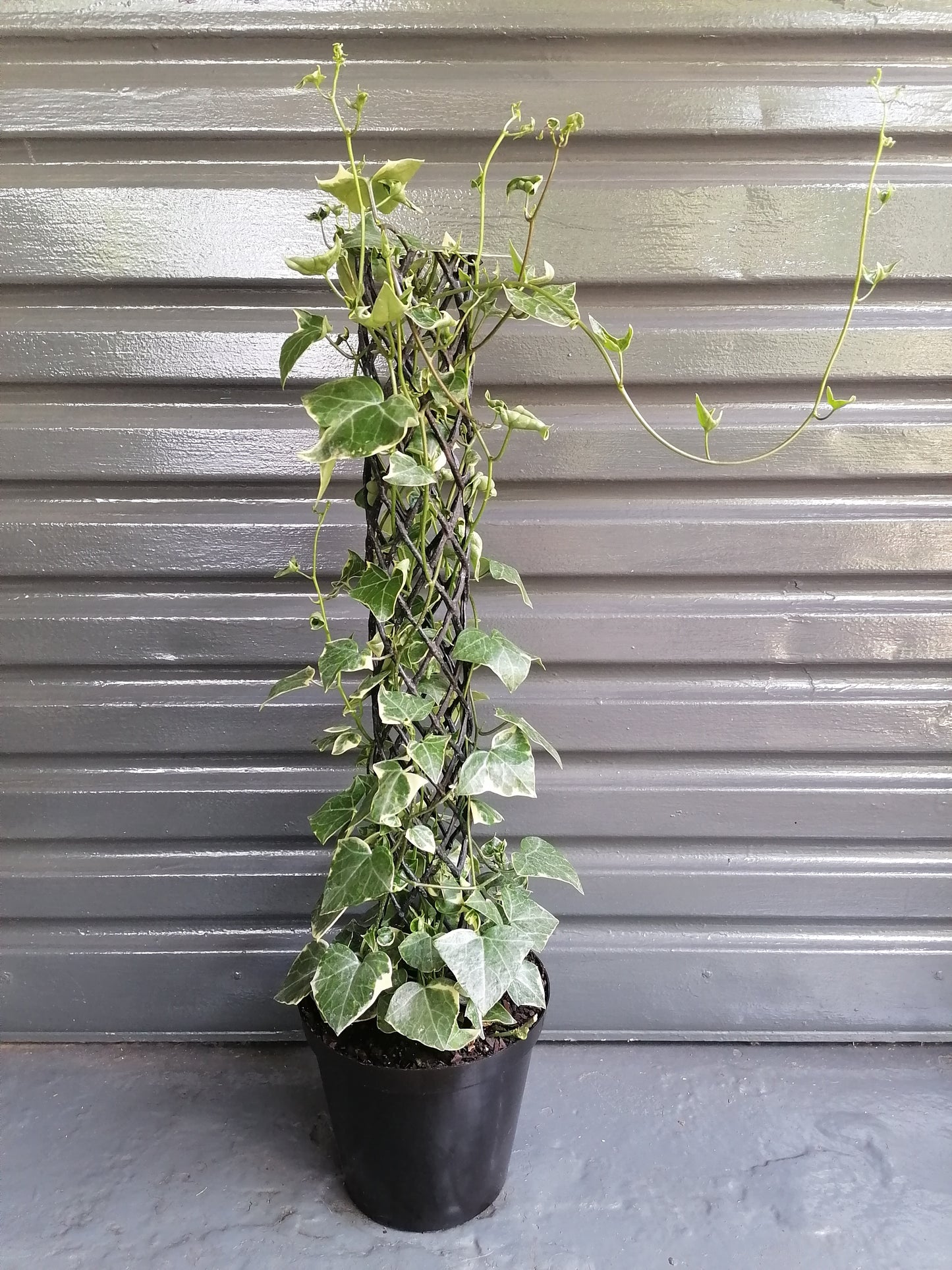 Cape Ivy Variegated on pole