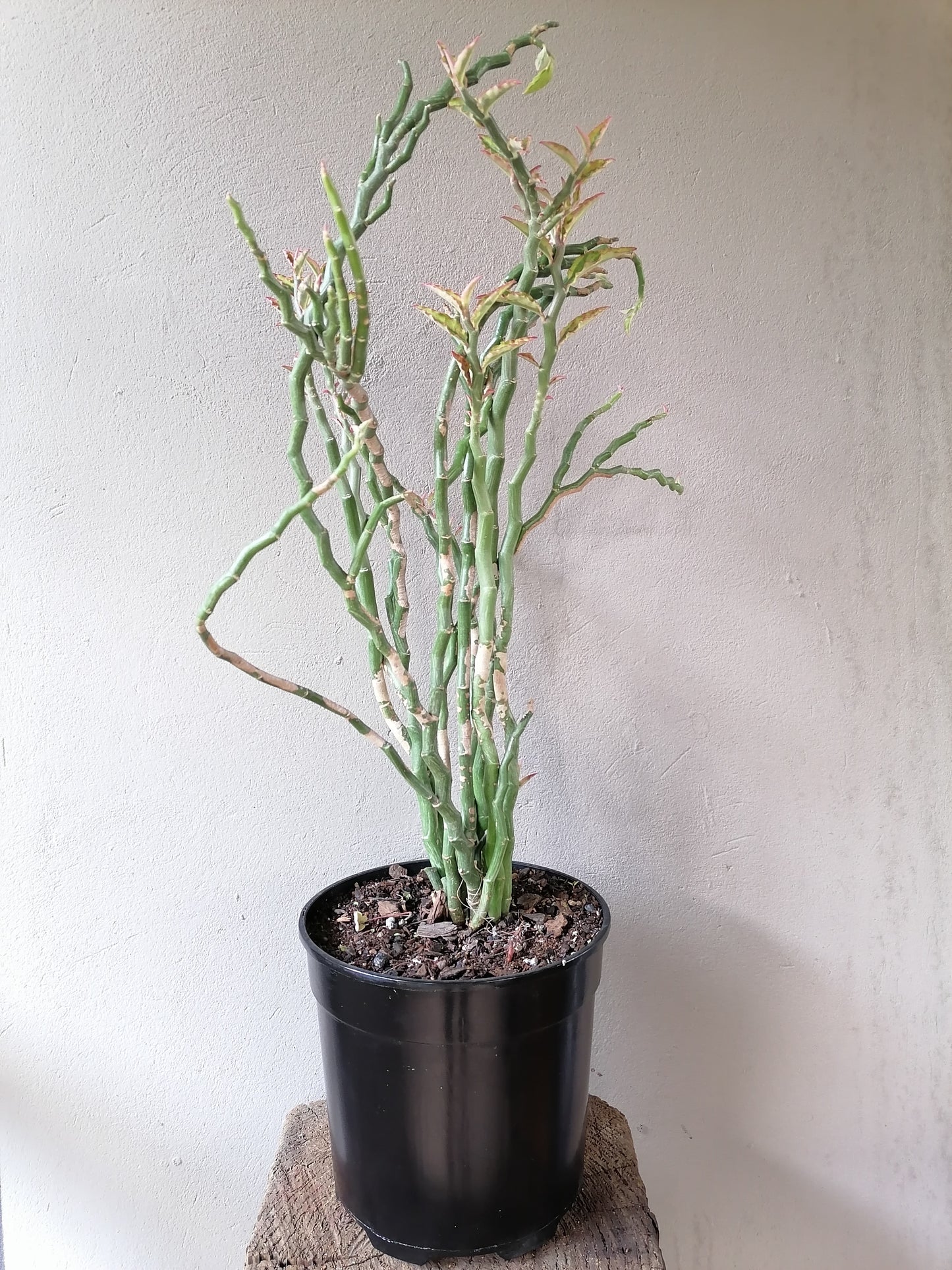 Euphorbia Zig-Zac Plant