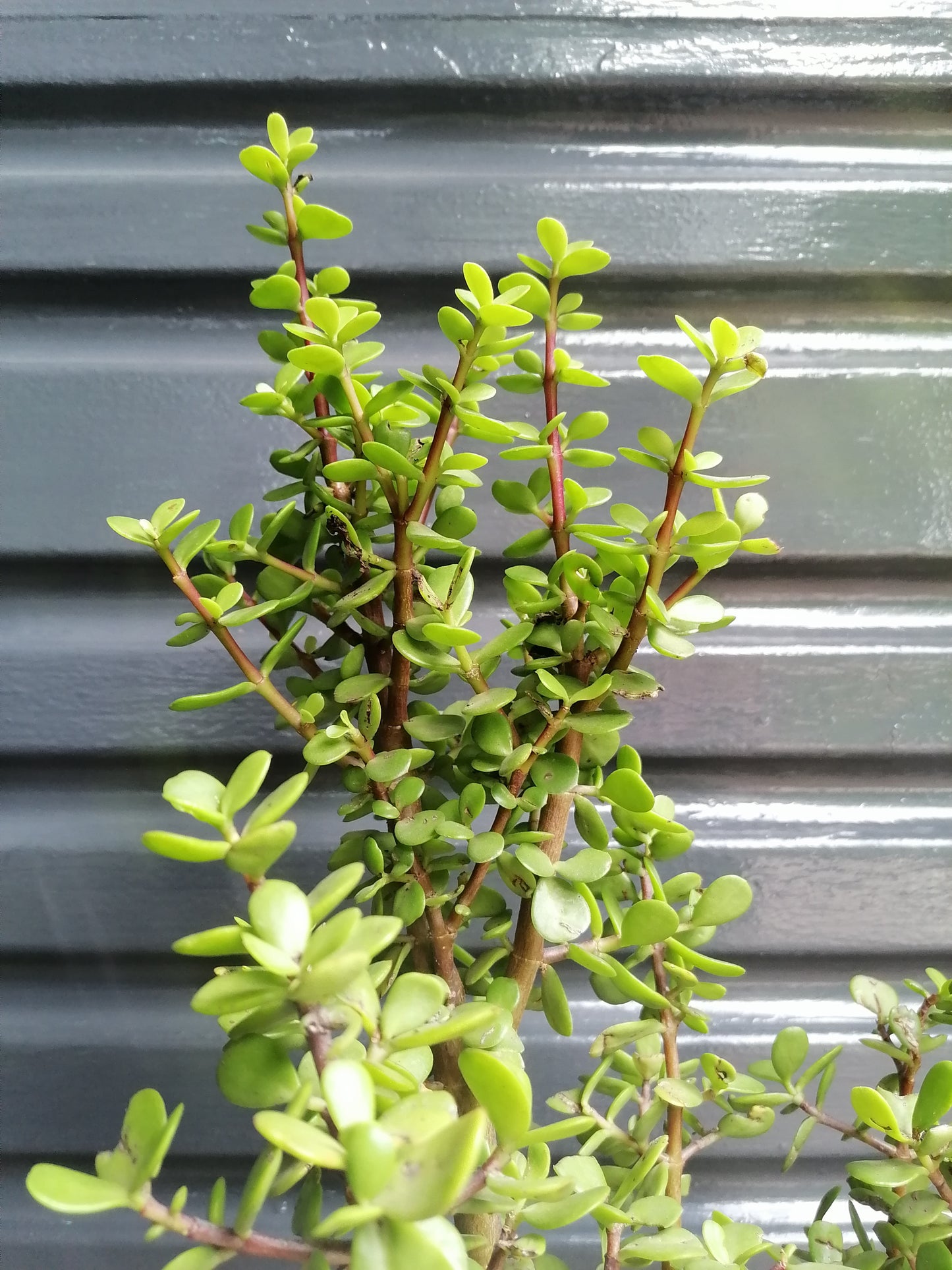 Large Dwarf Jade plant
