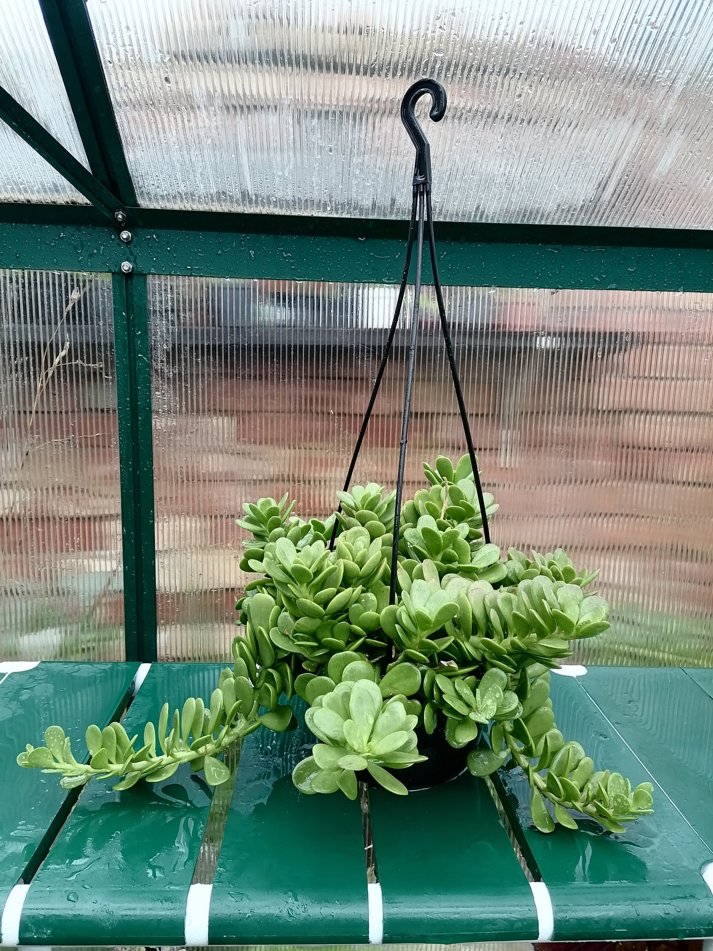 Senecio Jacobsenii hanging pot