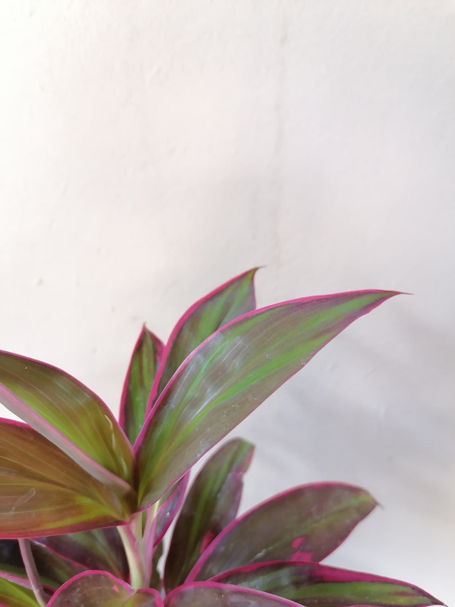 Cordyline Red Edge South Africa