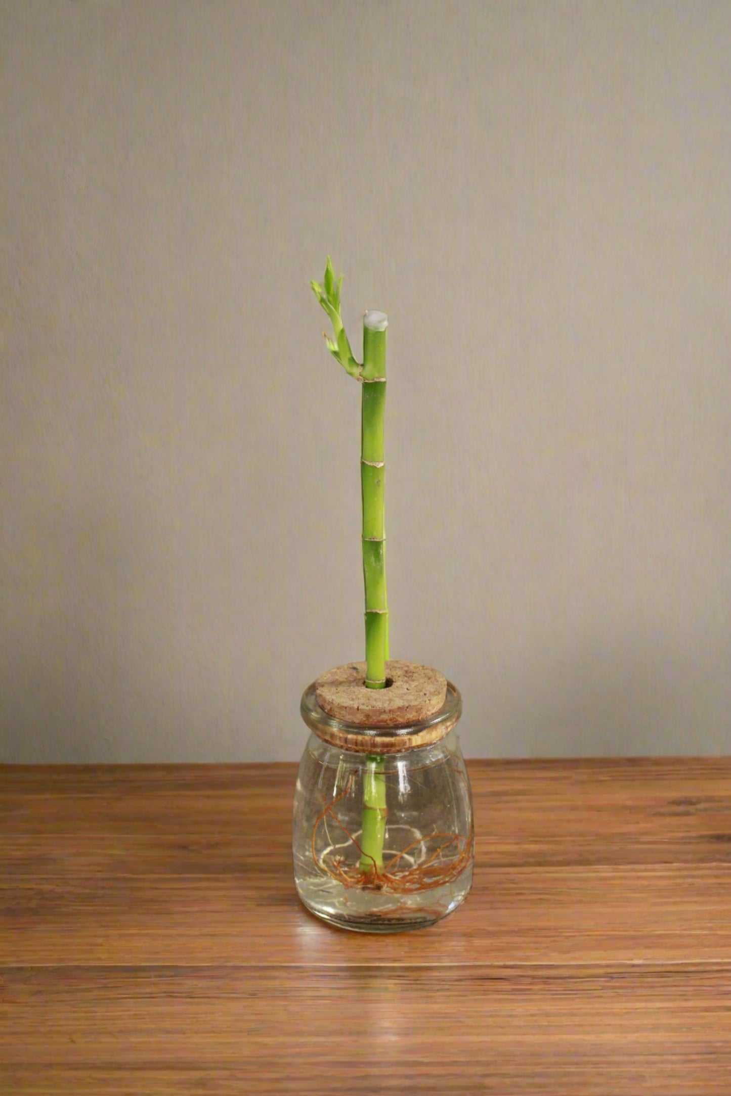 Lucky Bamboo arrangement