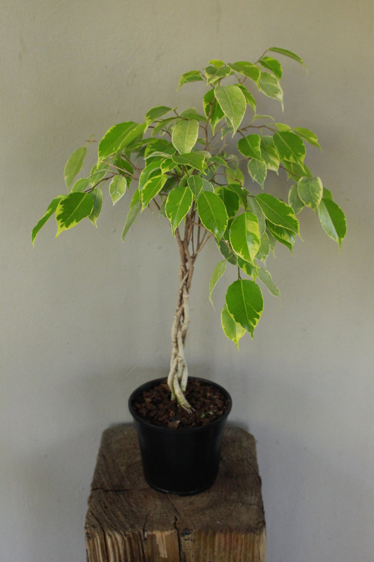 Ficus Golden Princess braided
