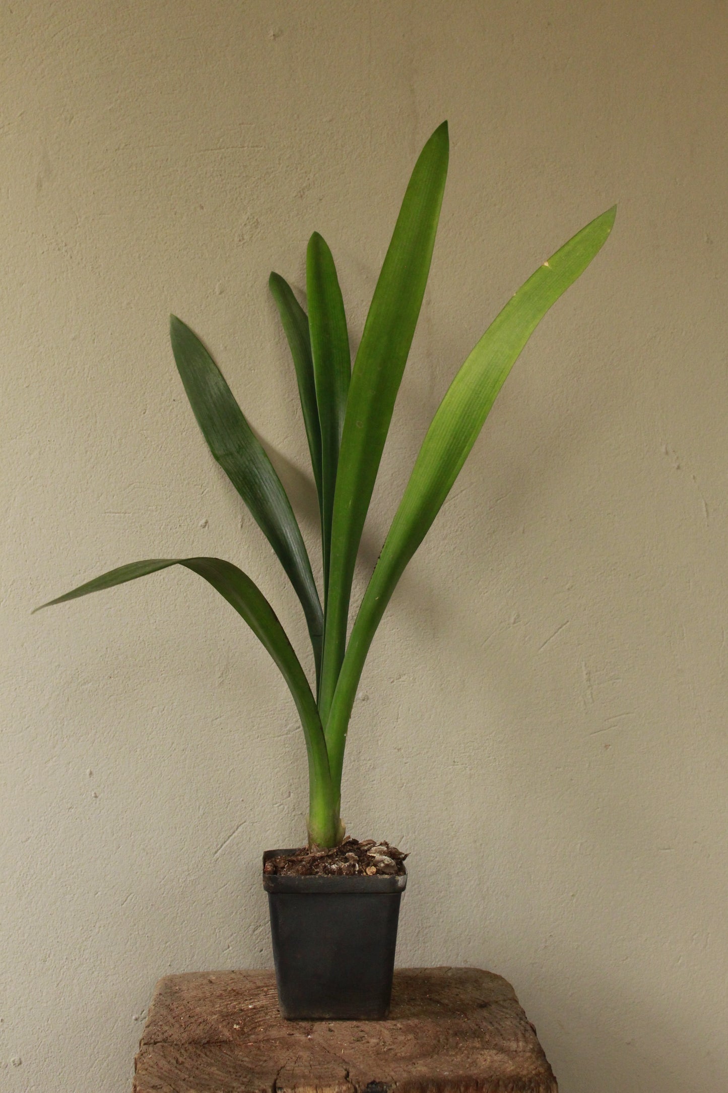 Clivia Miniata