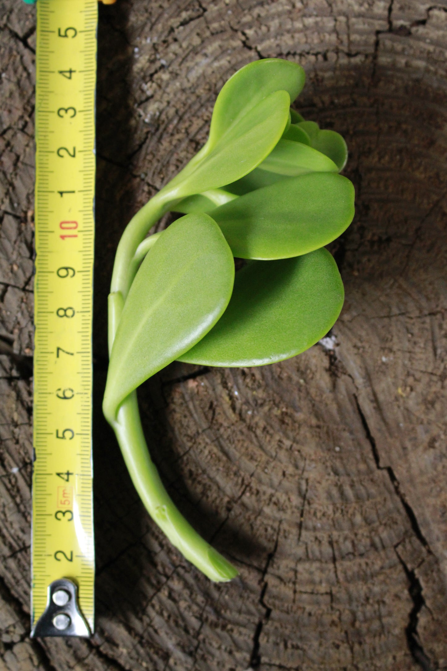 Senecio Jacobsenii Cutting
