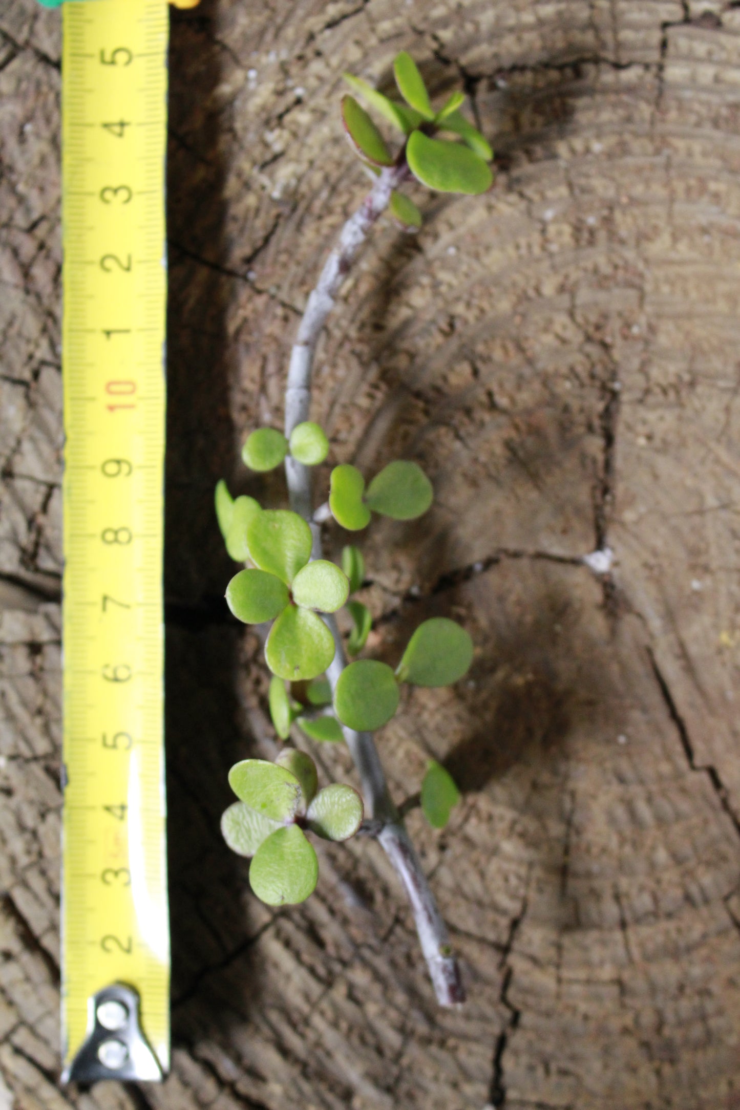 Portulacaria Prostrata Cutting