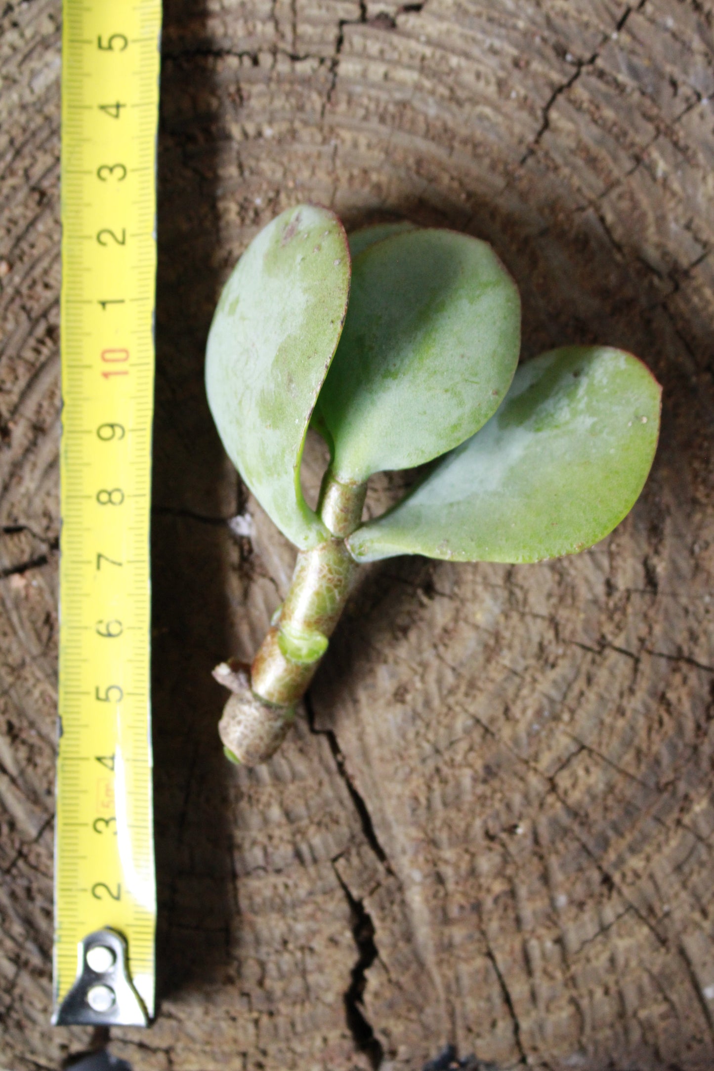 Crassula Silver Jade Cutting
