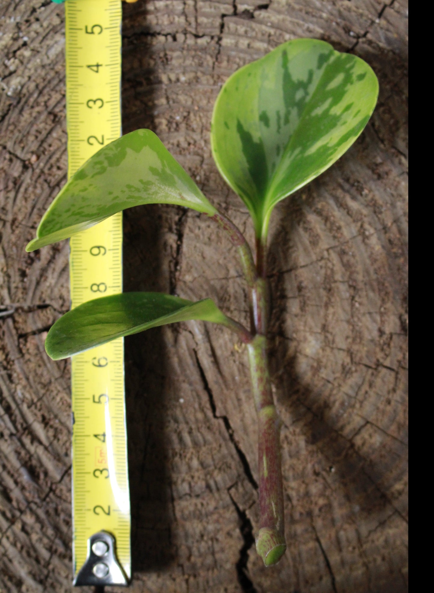 Peperomia Obtusifolia Verigata Cutting