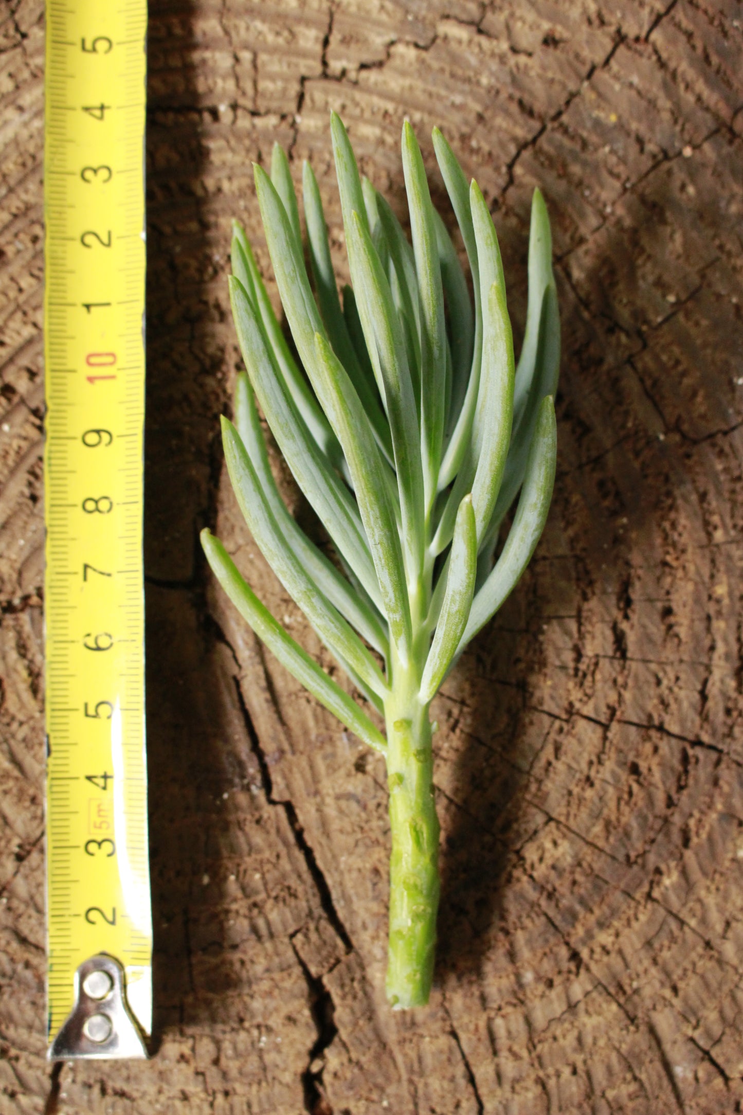 Blue Chalk Sticks cutting