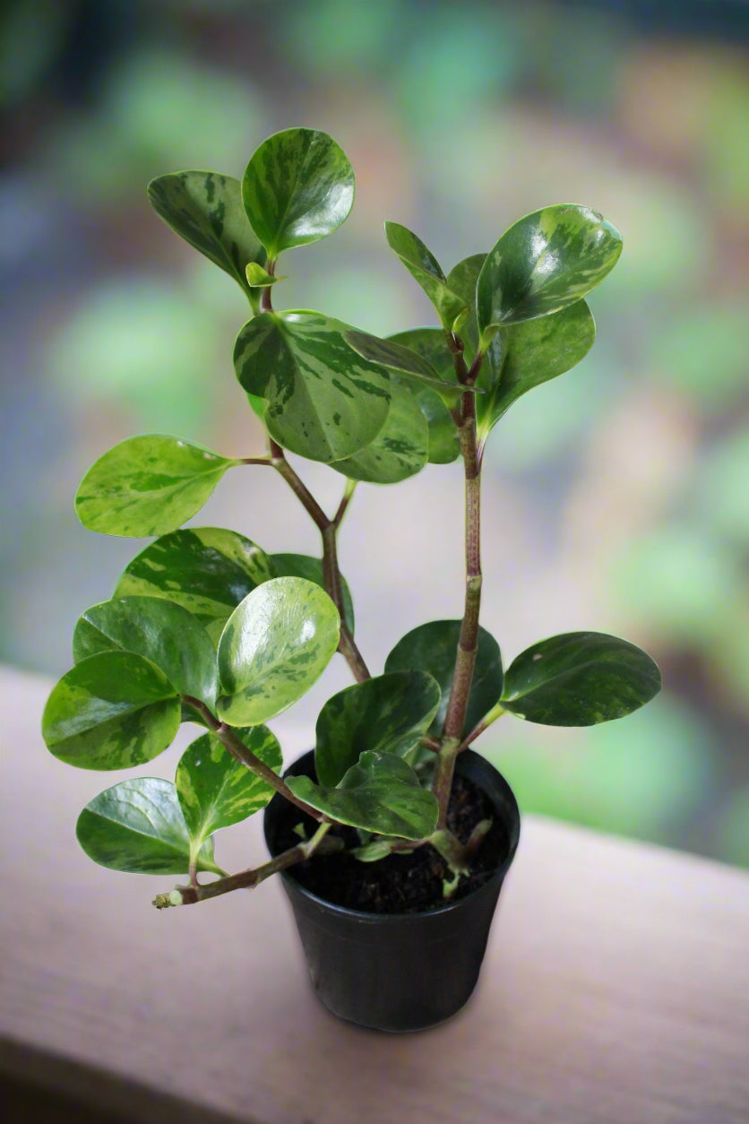 Peperomia Obtusifolia Variegata