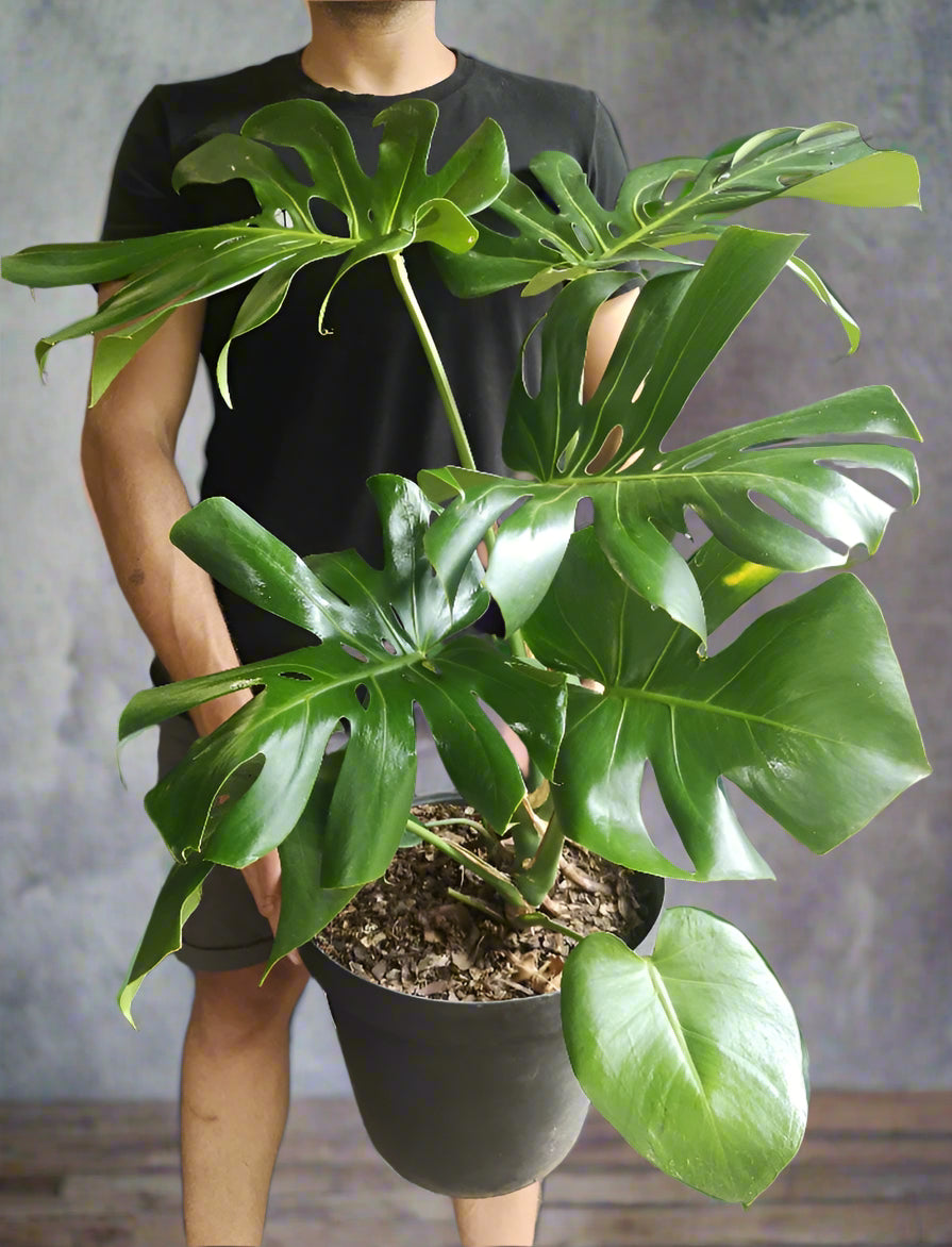 giant monstera deliciosa price Philodendron Monstera deliciosa South Africa Delicious Monster – i-go-eco