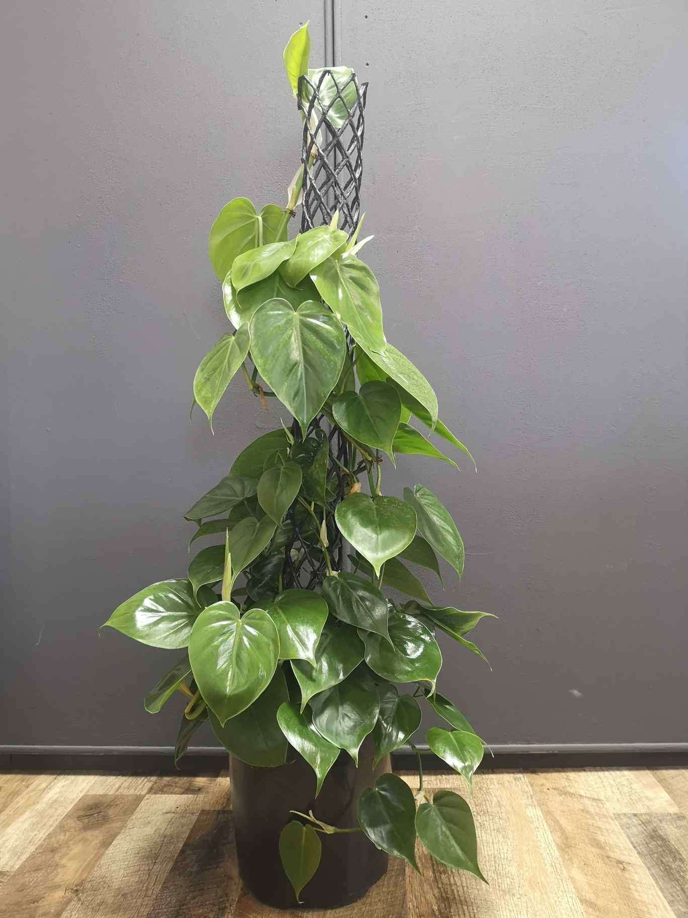 Philodendron Scandens Green Pole