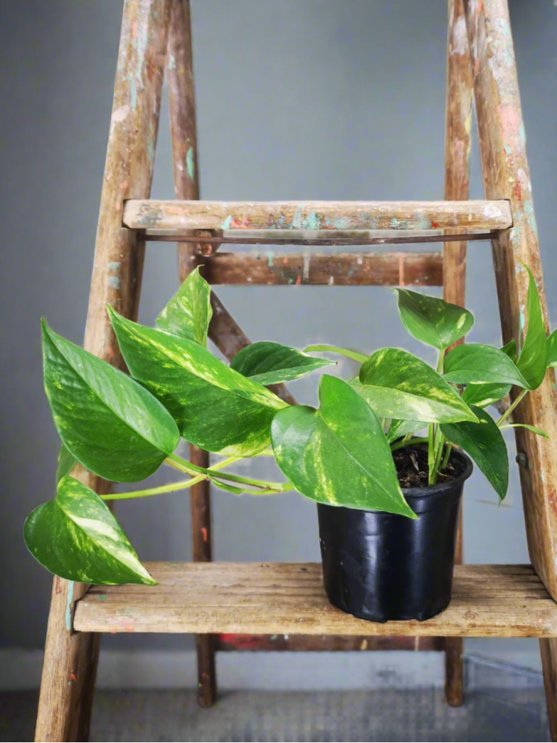 is devil's ivy same as money plant Scindapsus Aureus Devils Ivy South Africa – i-go-eco