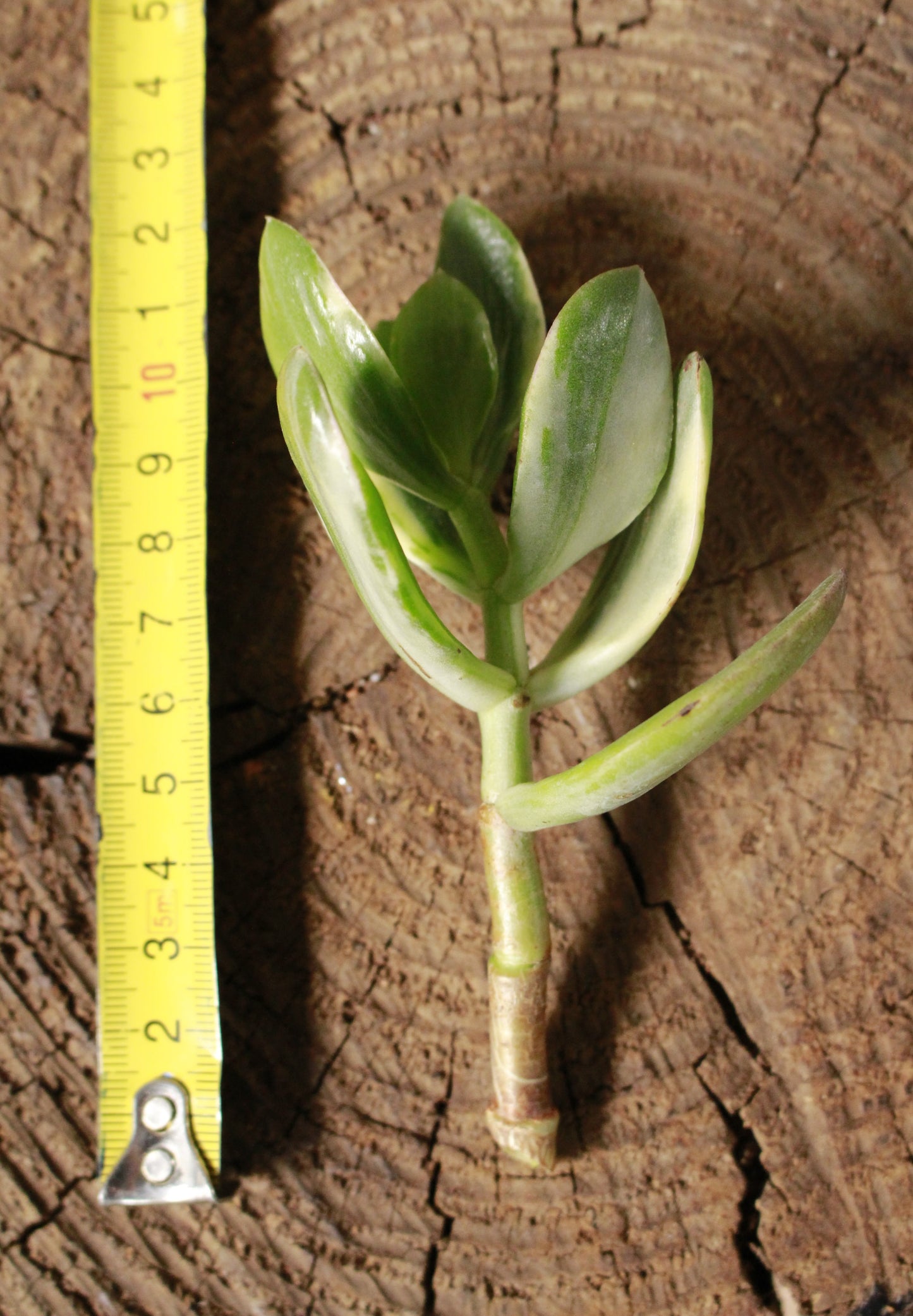 Variegated Jade Money plant. Crassula Ovata cutting