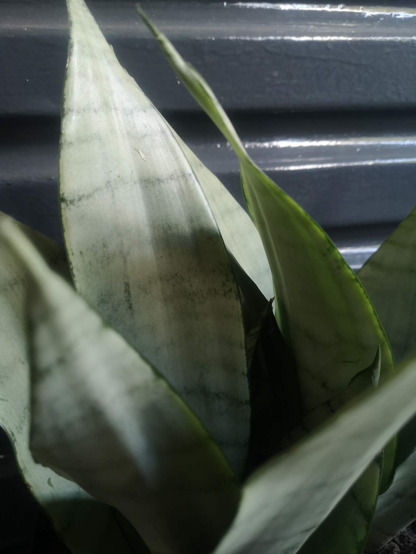Snake Plant - Moonshine Large Mother in laws tongue