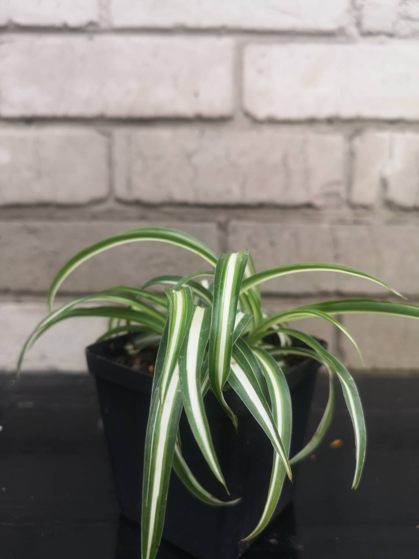 Spider Plant Bonnie