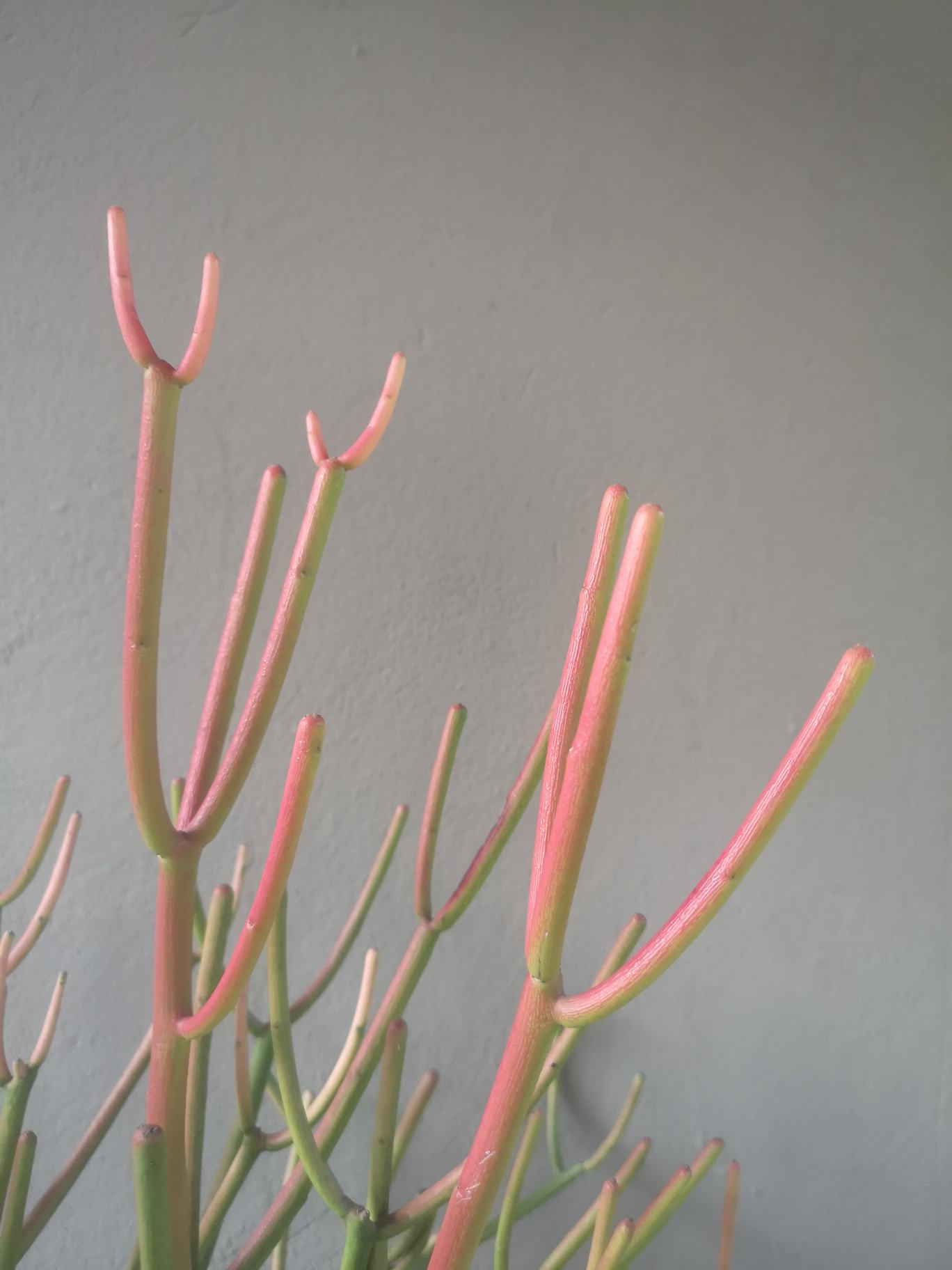 Euphorbia tirucalli Firesticks