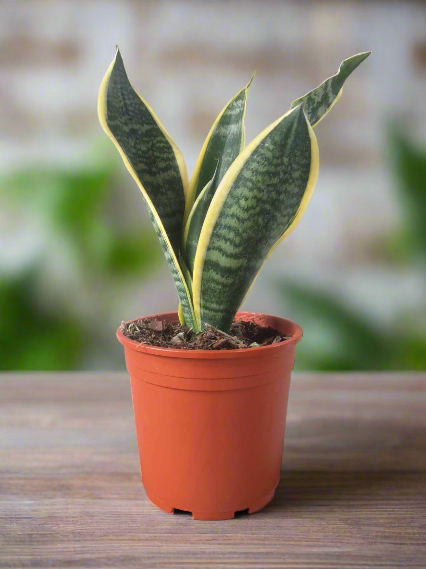 Snake Plant - Trifasciata Mother in laws tongue