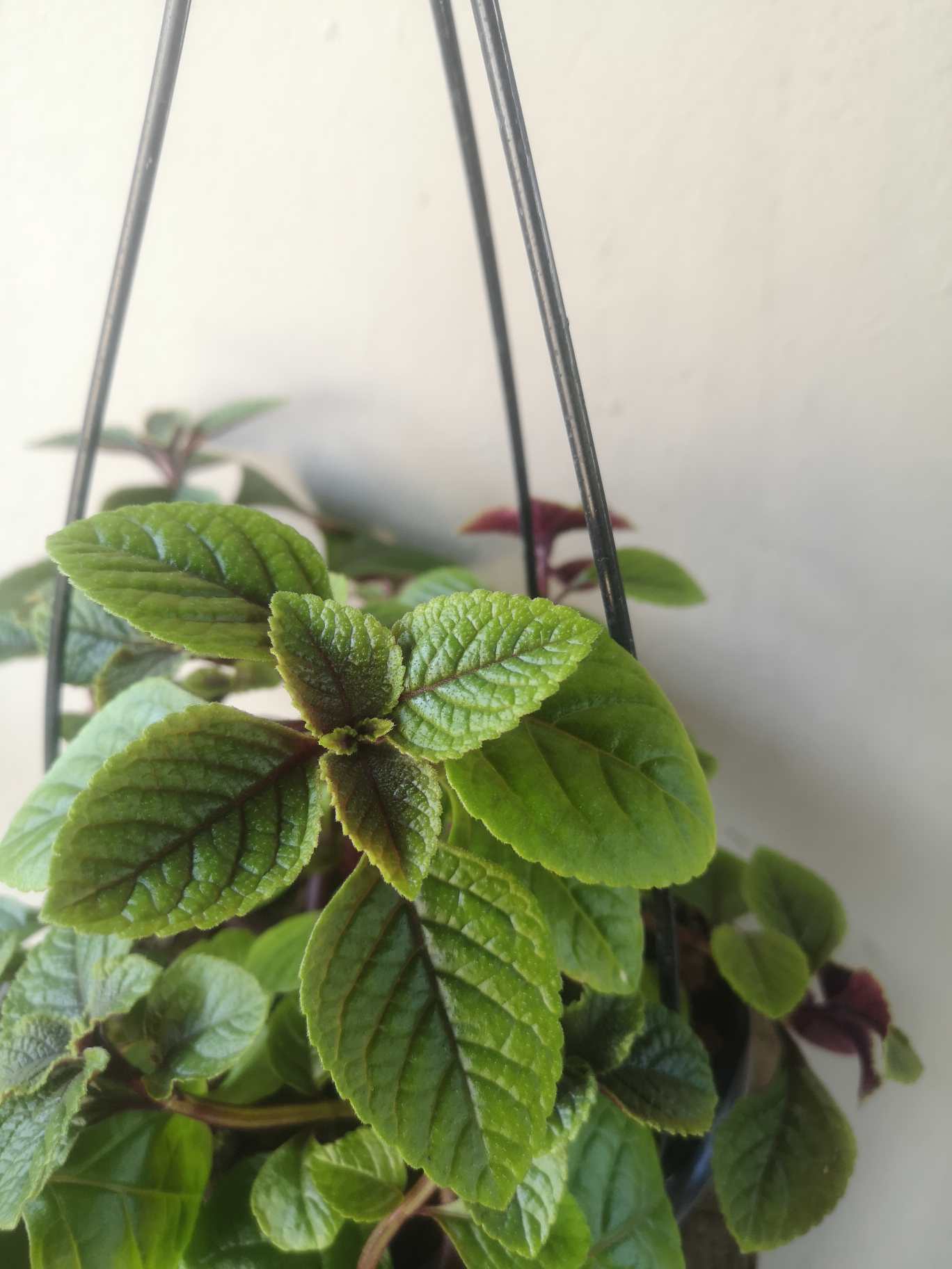 Plectranthus Baurii hanging pot